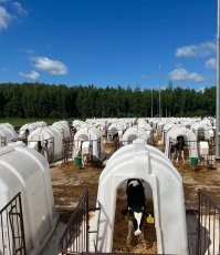 Будки вместо стада: как в Китае выращивают телят по индивидуальной системе