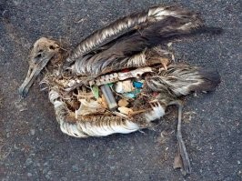 живу на берегу моря
постоянно вижу вот такую фигню на берегу зимой
.