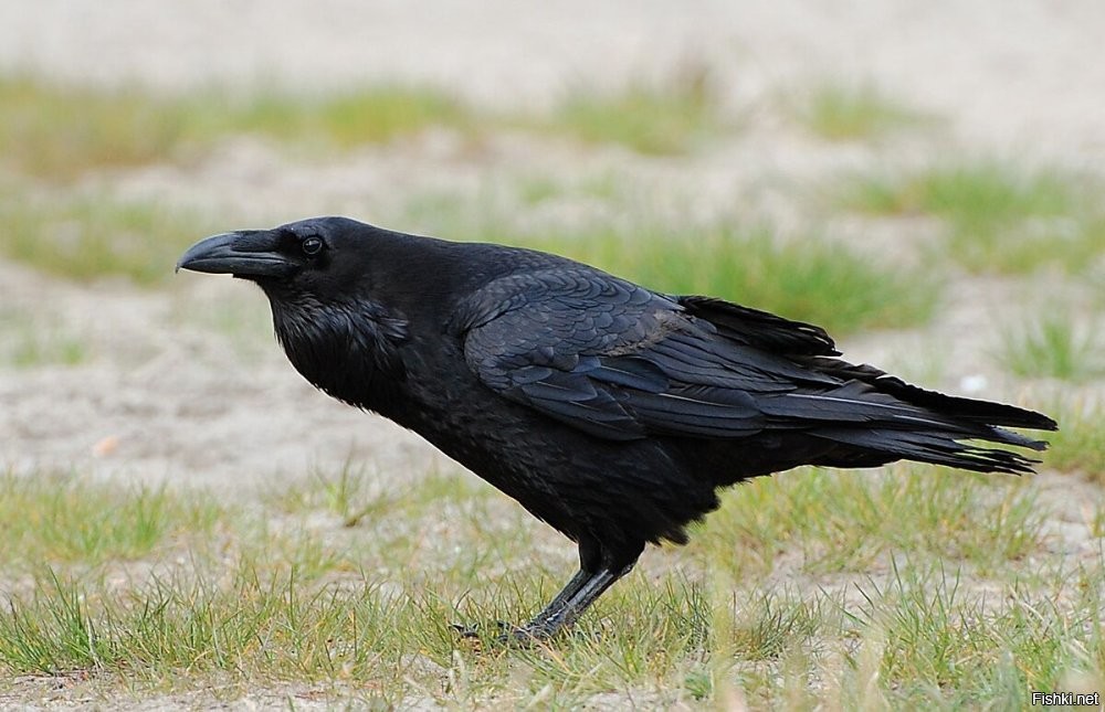 вообще орла в черное покрасили.....
.
старый добрый Corvus corax - совсем иной.....
