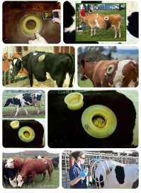 Башкирский фермер разделал корову и&nbsp;нашел внутри кошелек с&nbsp;деньгами