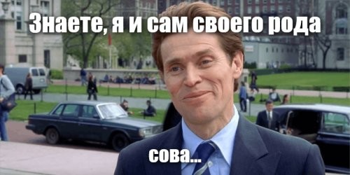 Сова любит, когда ей чешут голову