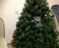 Новогодняя елка для котов