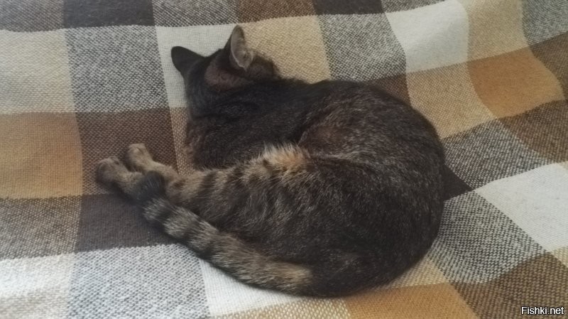 Кот обрёл внутренний покой