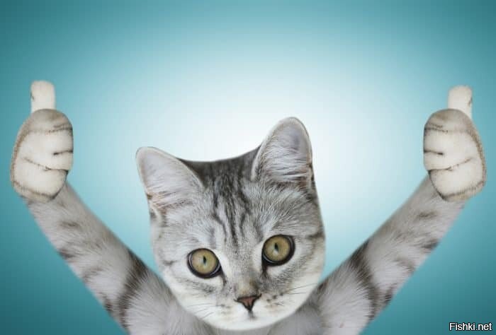 Хозяин кота развлекает питомца с помощью проектора