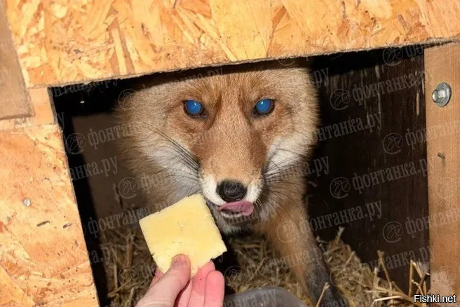 Потерявшуюся в Петербурге лису по кличке Кира нашли живой. Об этом 9 декабря «Фонтанке» рассказала ее хозяйка Александра.
«За нашей территорией в паркинге нового дома нашли работники. Охранник позвонил, и я побежала за ней. В руки сразу прыгнула. Кира была напугана и очень голодная. Даже чистая, только лапы замарала», радуется девушка.
Лиса сбежала утром 8 декабря. Это произошло в Красногвардейском районе. Как рассказывала Александра, охранник после кормежки забыл закрыть вольер.