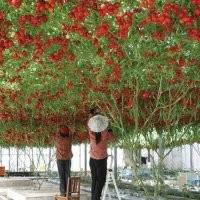 У нас на даче такие же. А лет 30 назад реально было полно сюжетов из Японии вот с такими картинками: