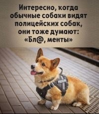 Помесь померанского шпица и хаски