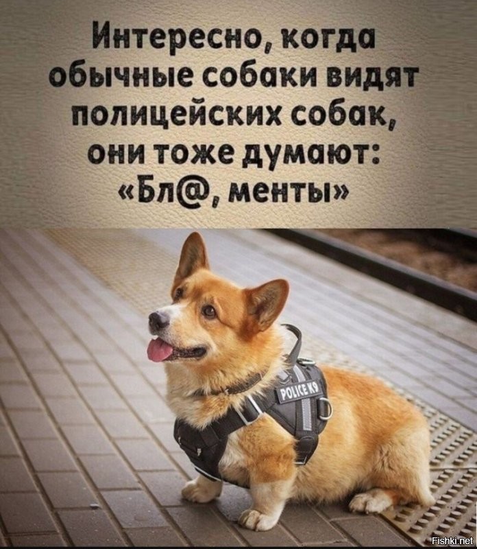 Помесь померанского шпица и хаски