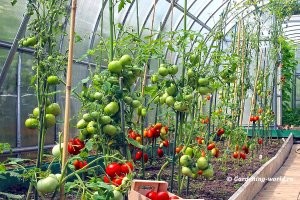 Ммм.. у моей бабки всю жизнь такие кусты были в теплице. Помидоры, огурцы и т.д. ну не 3 метра, но метра на два они вытягивались 

вот картинка из интернетов