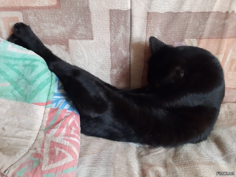 кот, познавший мир: