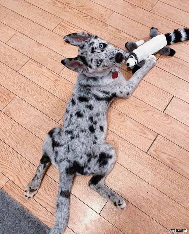 Нет. Много экспериментов именно намеренных. Сводят с расчётом вывести интересную помесь. Иногда и правда получаются чудные создания.  На фото например помесь хаски и австралийской пастушьей. Наиболее известные смески с корги и шпицем. Но помёты не однородны и как отдельные породы не перспективны. Ну пока.