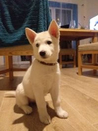 Вот моя полярная волчица. С севера Якутии. Охотница знатная.