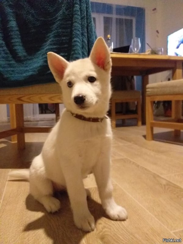 Вот моя полярная волчица. С севера Якутии. Охотница знатная.