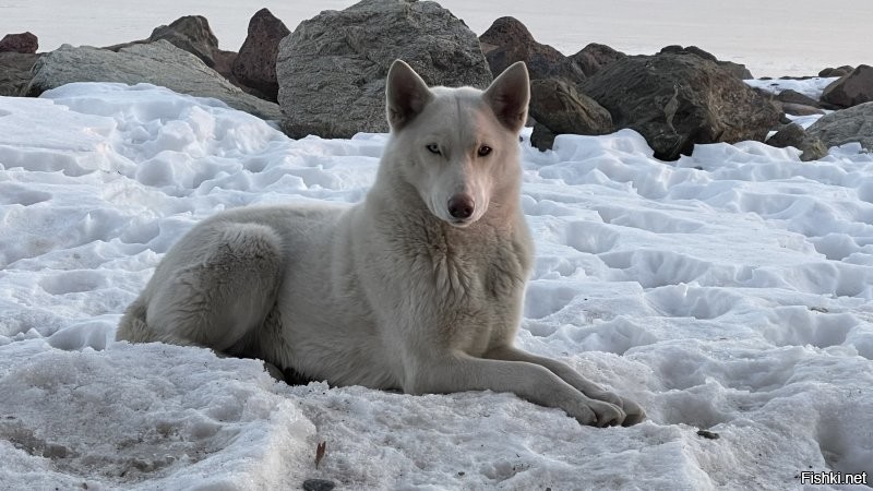 Вот моя полярная волчица. С севера Якутии. Охотница знатная.