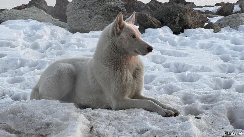 Вот моя полярная волчица. С севера Якутии. Охотница знатная.