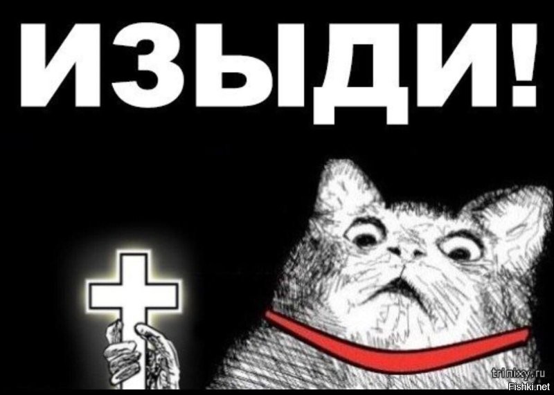 Помесь померанского шпица и хаски