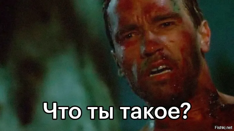 Помесь померанского шпица и хаски