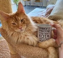 20 проверенных приёмов кототерапии, которые избавят от стресса и подарят заряд энергии
