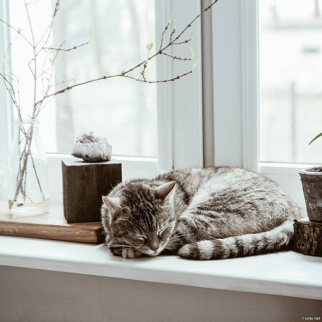 Кошки и счастье любят тишину )