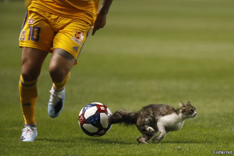 - Открываюсь! Пасуй на меня