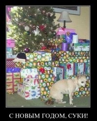 Помесь померанского шпица и хаски