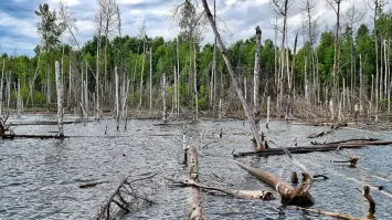 Берегут лес, так берегут.