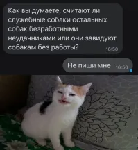 Помесь померанского шпица и хаски