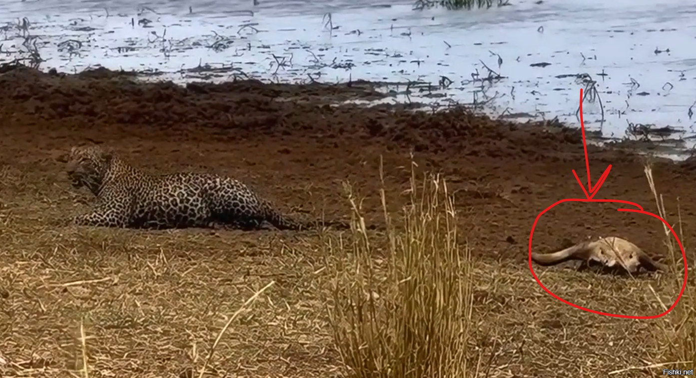 А вот кто-то рогатый не смог отбиться.