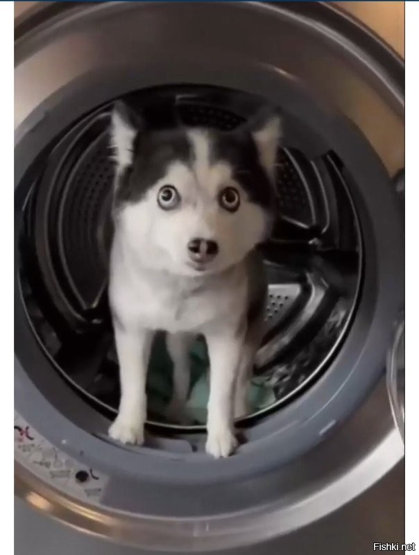 У кого хочешь такие глаза будут, если его в стиральную машину запихнуть.