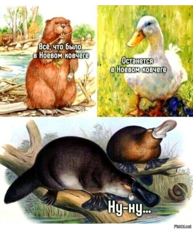 Помесь померанского шпица и хаски