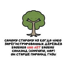 Возраст дерева определяют по кольцам на спиле. Но для этого дерево надо спилить