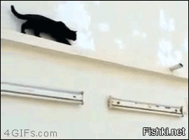 а вот птицы не испытывают стресс, когда их преследуют