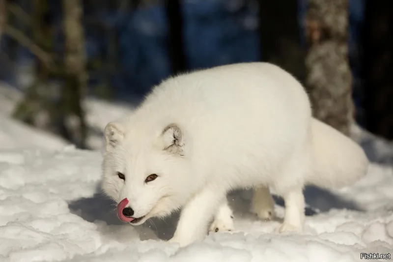 Да пока вроде ничо, но тока чёта как-то потемнело, и даже слегонца похолодало, и вроде как откуда-то кто-то незаметно подкрадывается...