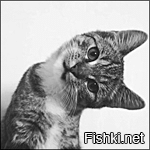 22 нетривиальных места для сна, которые могут выбрать и одобрить только котики