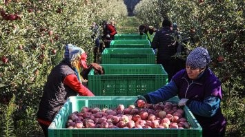Простой и эффективный метод разгрузки яблок