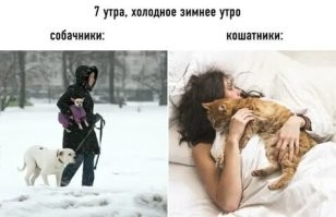 Забавные моменты на прогулке с собаками