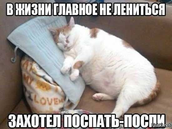 В магазине появился необычный пушистый кассир