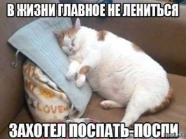 В магазине появился необычный пушистый кассир