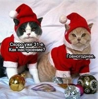 22 снимка, которые демонстрируют настоящие предновогодние эмоции котиков
