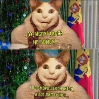 22 снимка, которые демонстрируют настоящие предновогодние эмоции котиков