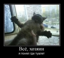 Мужчина в стиле Михаила Круга объяснил своему коту, где находится лоток