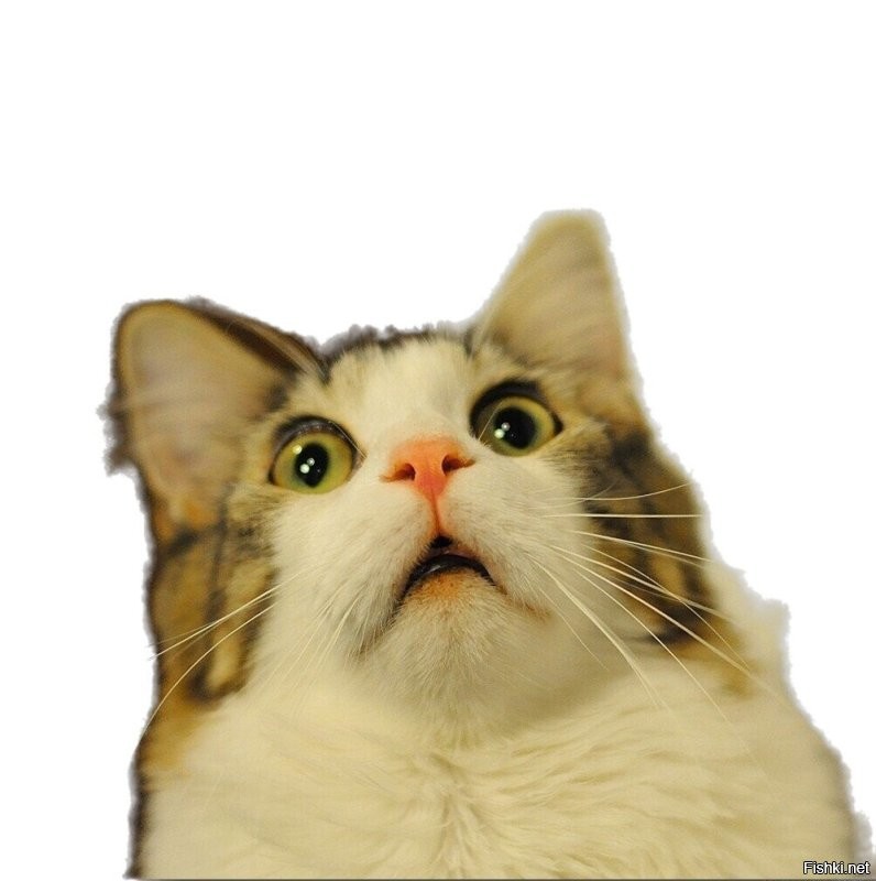 Котам несут. Показывать.