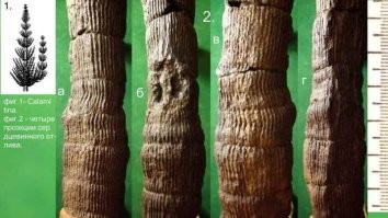 Тайна труб Байгонга