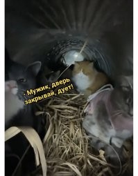 Мини-теплицы для уличных кошек