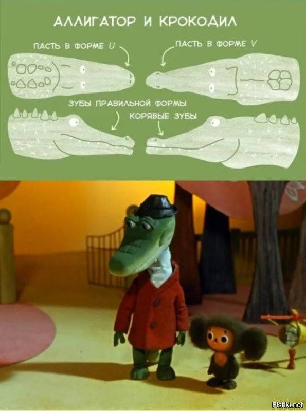 Не, Гена был аллигатором, который работал крокодилом.
