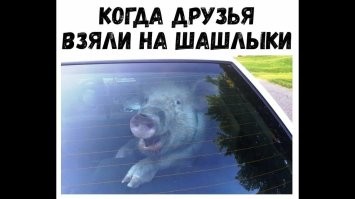Смешные картинки