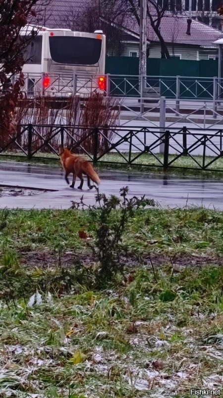 У нас в центре Красного села лиса бегает.  А лоси вообще как у себя в лесу.