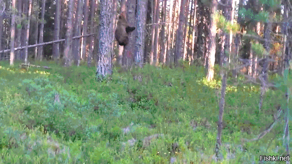 сначала: 
Если б мишки были пчелами, 
То они бы нипочем Никогда и не подумали 
Так высоко строить дом;
 а потом:
Мишка очень любит мед,
Почему - кто поймет?
В самом деле - почему
Мед так нравится ему? А!!!