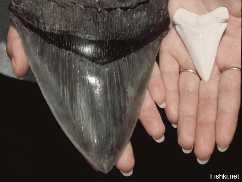 Это нормально! Следы океанической жизни находят везде, где был океан Тетис ) И это, действительно, была иная планета. Не та, что мы знаем сейчас