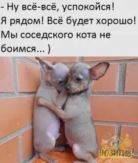 Кролик стрессует на приеме у ветеринара